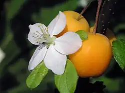 Malus zumi crabapple