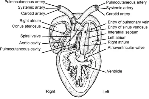 Frog - three chamber heart