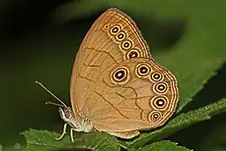 Satyrodes appalachia (Appalachian brown) Adult, ventral view of wings.