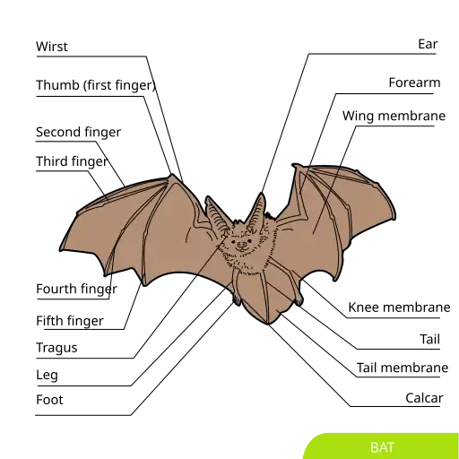 Parts of a Bat