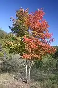 A bi-colored Bigtooth Maple tree