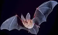 Bat