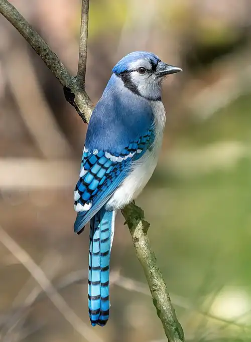 A Jay
