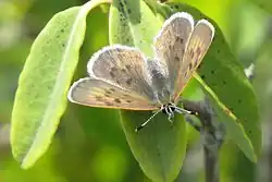 Lycaena epixanthe (bog copper) Adult, anterodorsal view.