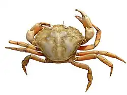 Common crab