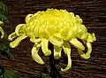 Chrysanthemum