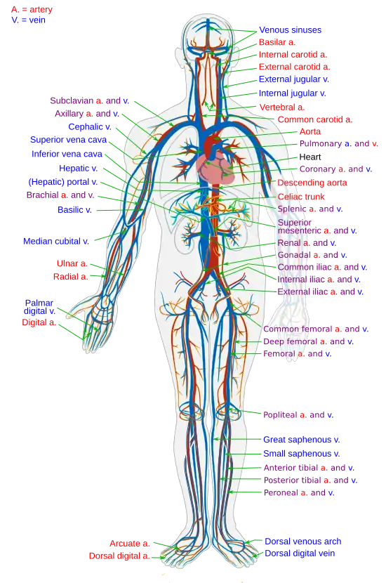 Circulatory System en