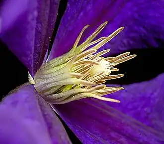 Clematis Hybrid