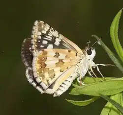 Pyrgus communis (common checkered-skipper) Adult, ventral view of wings.