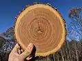Growth Rings