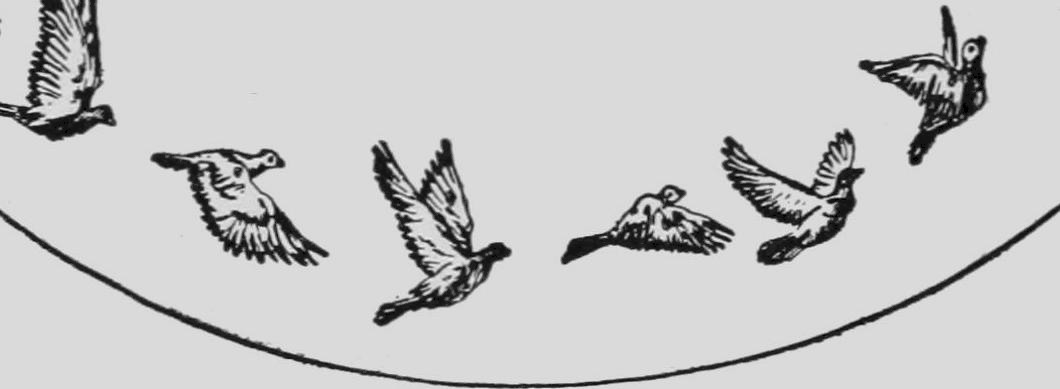 Descriptive Zoopraxography Pigeons Flying Animated 12