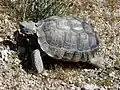 Tortoise