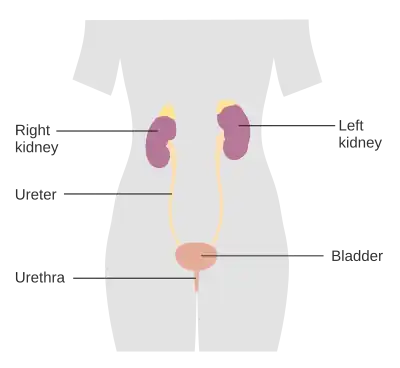 Urinary System - Female