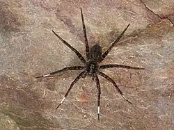 Dock Water Spider ( Dolomedes orion )