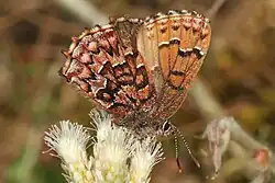 Callophrys niphon (eastern pine elfin) Adult, ventral view of wings.