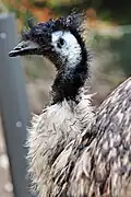 Dromaius novaehollandiae (Emu)