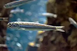 Engraulidae (Anchovies)