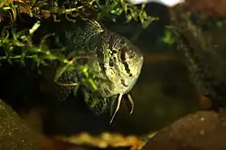 Centrarchidae (Sunfish)