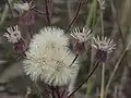 Erigeron acer