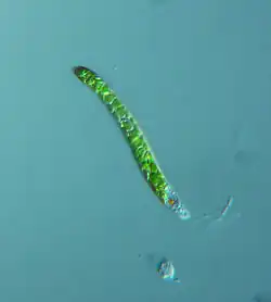 Euglena