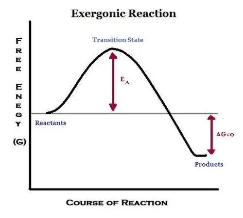 exergonic reaction
