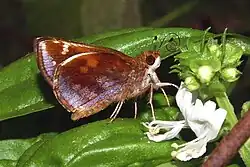 Poanes zabulon Adult female, ventral view of wings.