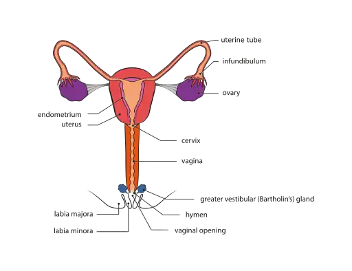 Female genital system - Front view 1