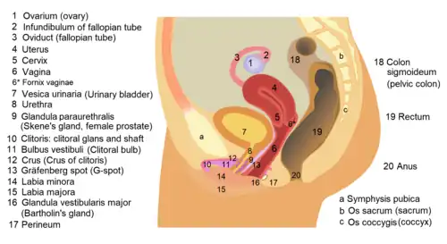 Cross-sectional diagram of the female reproductive organs.