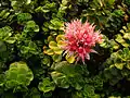Sedum hybridum