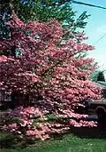 A Flowering Dogwood cultivar with pink flowers