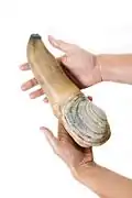 Geoduck clam