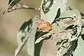Hackberry Emperor