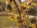 Hamamelis in Fürth City Park (Germany), 2004-02-08.