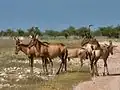 Hartebeest