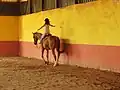 Horse riding