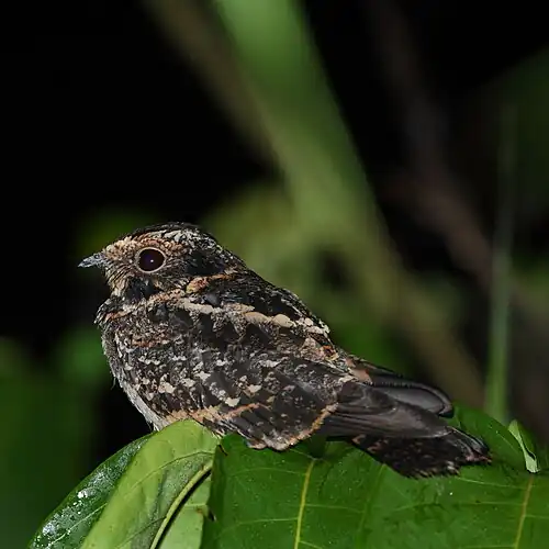 A Nightjar