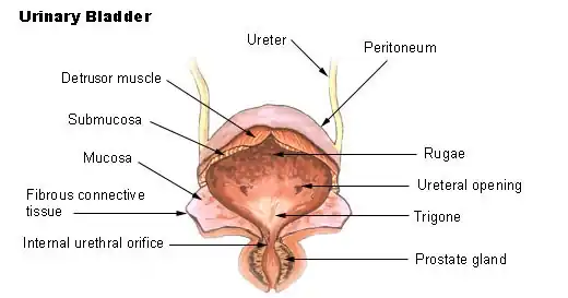 Illu bladder