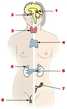 A diagram of the endocrine system