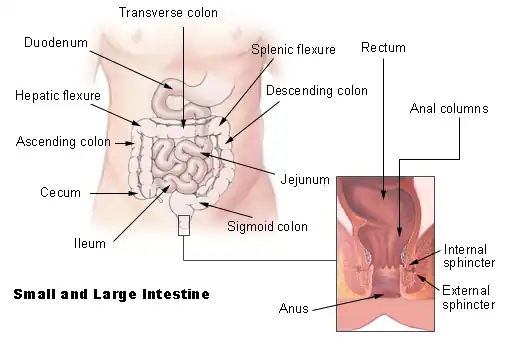 Large Intestinal Tract