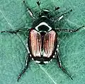 The Japanese beetle adult--an attractive pest