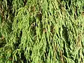 Juniperus recurva