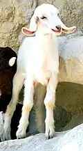 A young Nubian kid goat