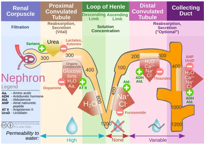 Kidney nephron molar transport diagram