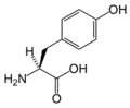 L-Tyrosine (Tyr / Y)