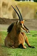 Sable Antelope