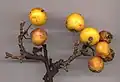 Crabapple fruit are mostly red, but some, such as this cultivar 'Golden Hornet', are yellow