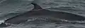 Minke Whale