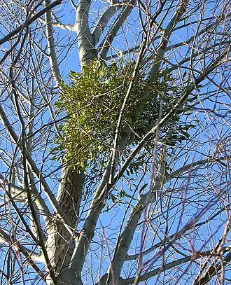 Mistletoe on a Silver birch tree