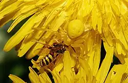 Yellow Crab Spider ( Misumena vatia )