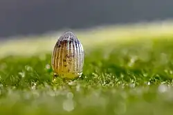 Close-up of egg just prior to hatching